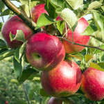 apple-tree
